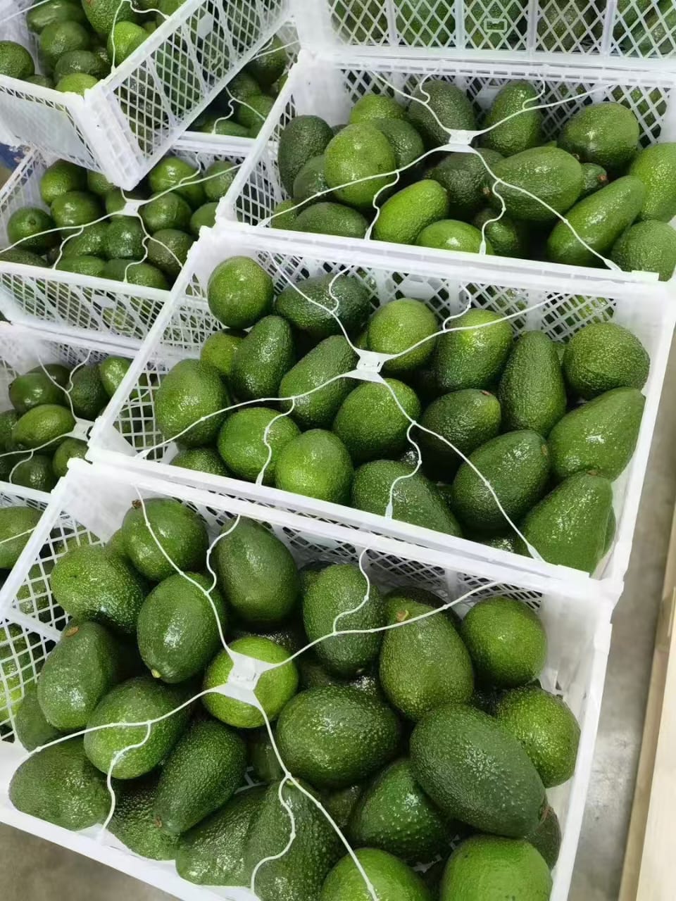 Avocado Crate 1