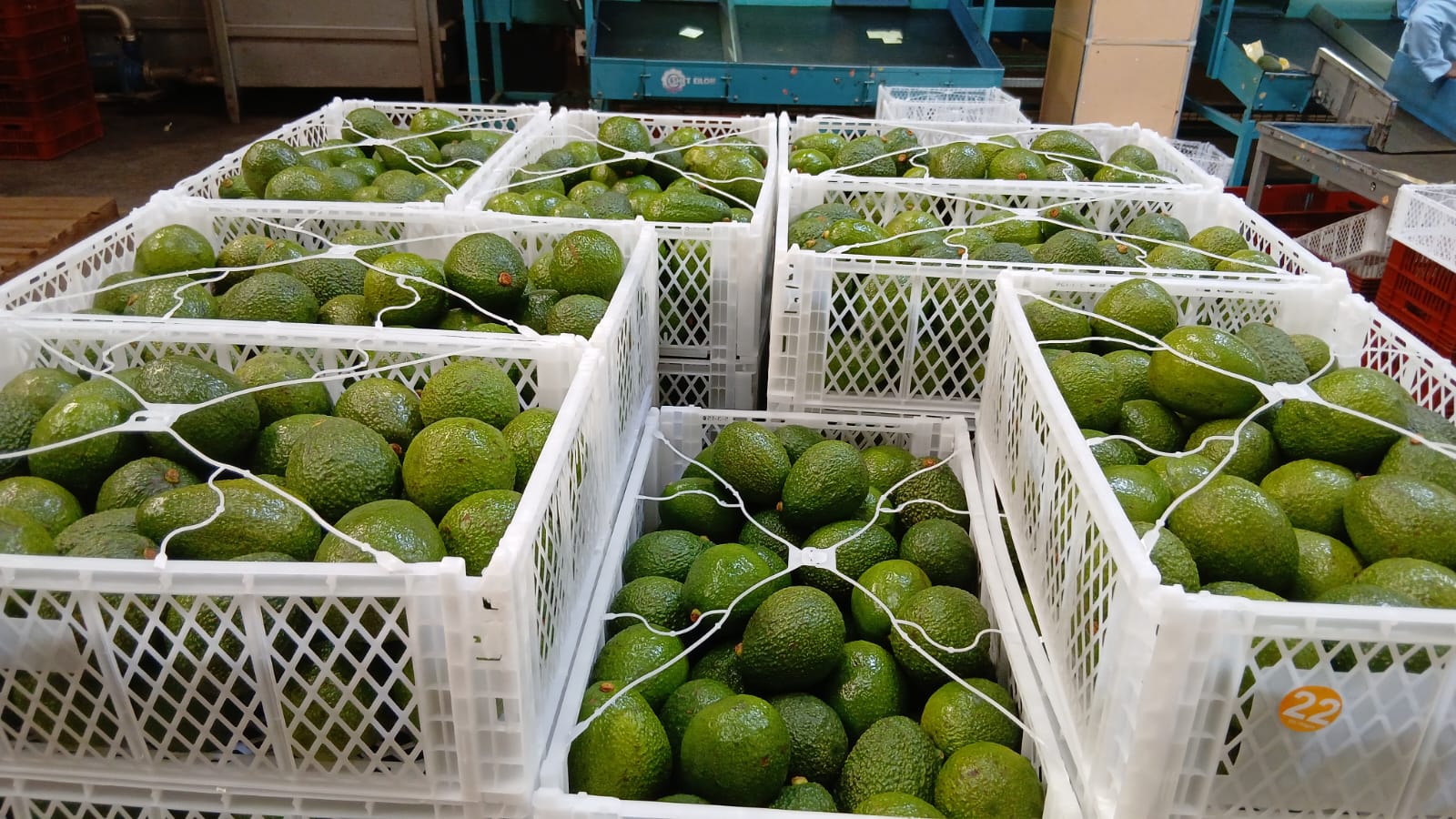 Avocado Crate 2
