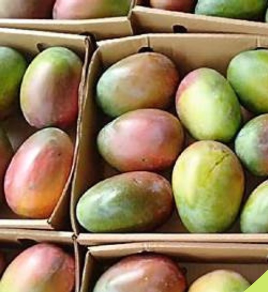 Mangoes