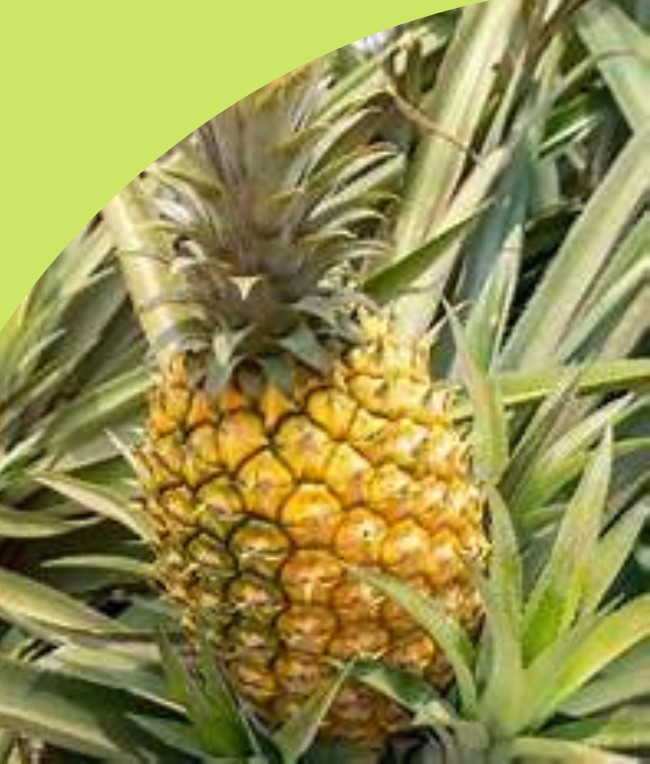 Pineapple Variety 4