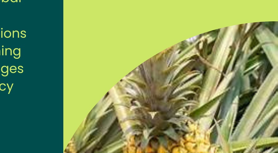 Pineapples