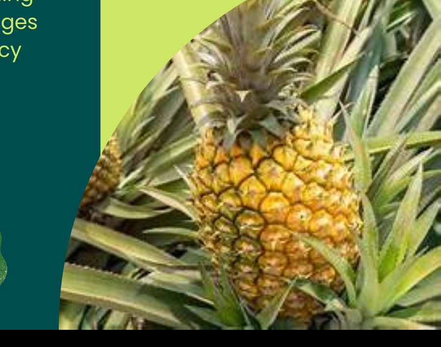 Pineapple Variety 2