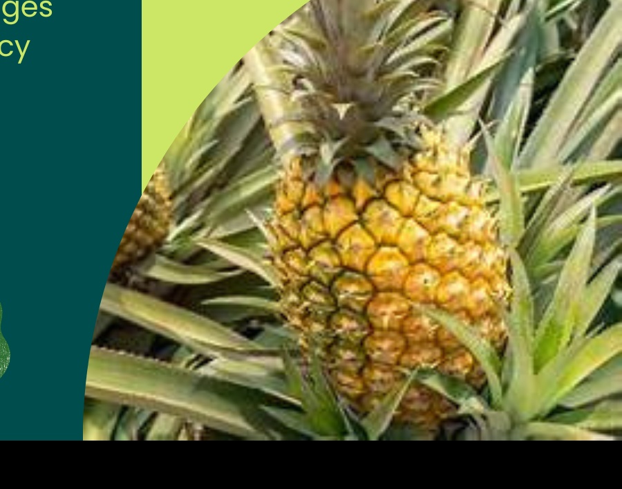 Pineapple Variety 3